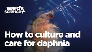 Caring and Culturing for Daphnia [upl. by Adams]