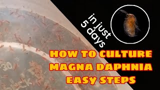 How to Culture Magna Daphnia Easily [upl. by Niuq]