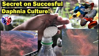 How to Culture Daphnia Successfully [upl. by Issim]