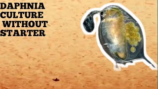 HOW TO CULTURE DAPHNIA NATURALLY WITHOUT A STARTER [upl. by Lanita294]