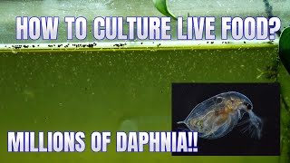 How to Culture Daphnia Secret Method to Breed MILLIONS  Simply Aquatic [upl. by Aicilihp314]