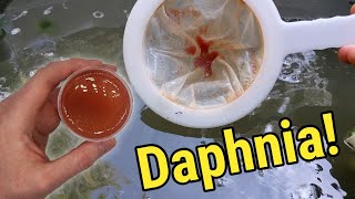 How I Culture Daphnia In Outdoor Tubs [upl. by Jac298]