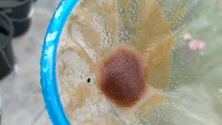 How to culture daphnia moina in a small container Part 1 English Subtitle [upl. by Tybie]