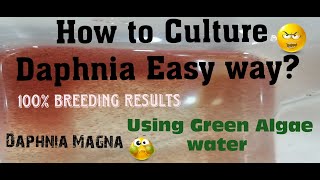 Daphnia MagnaHow to Culture Daphnia Easy wayCulturing Daphnia using Green water Daphnia [upl. by Itida]