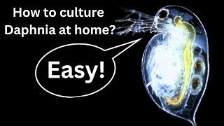 BEST Live Fish Food Beginner guide How to Culture Daphnia at home [upl. by Toscano187]