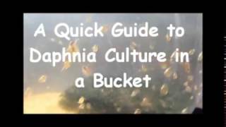 How to culture daphnia outside [upl. by Adnuhsat]