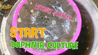 How to culture daphnia moina the easy way 1  Starting the Daphnia culture [upl. by Hannad516]