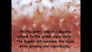 Daphnia  How to grow daphnia in your home [upl. by Arahsal442]