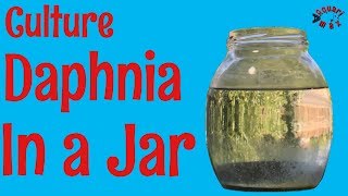 How to Culture Daphnia in a Jar [upl. by Oikim391]