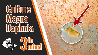 How to culture DAPHNIA MAGNA  The easy way [upl. by Checani]