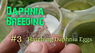 Daphnia Culture made simple and easy 3  Hatching Daphnia eggs [upl. by Llig571]