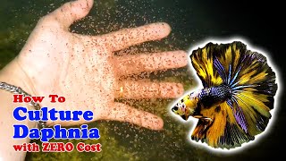 How to Culture Daphnia with ZERO Cost  Unlimited Live Food For Our Fish [upl. by Greenfield278]