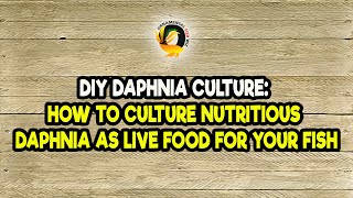 DIY Daphnia Culture How to Culture Nutritious Daphnia as Live Food for Your Fish [upl. by Adnoek]