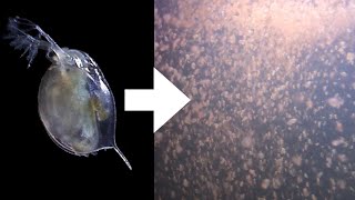 How I Culture Daphnia [upl. by Sheba]