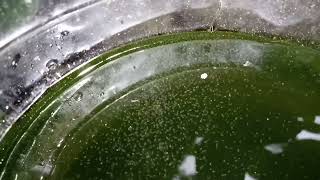 DAPHNIA MOINA CULTURE IN A SMALL BUCKET [upl. by Amalberga]