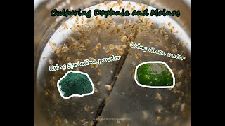 How To Culture Daphnia and Moinas using Green Water Spirulina powder [upl. by Tolliver]