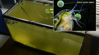 Raising Daphnia for the Freshwater Aquarium [upl. by Nylatsyrk2]