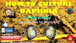 HOW TO CULTURE DAPHNIA In Easy Way [upl. by Lynette778]